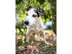 Iris, Jack Russell Terrier For Adoption In Rockledge, Florida