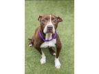 Flora, American Staffordshire Terrier For Adoption In Raleigh, North Carolina