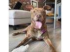 Lucy, Labrador Retriever For Adoption In Tampa, Florida