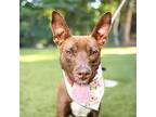 Suzy, Terrier (unknown Type, Medium) For Adoption In Raleigh, North Carolina