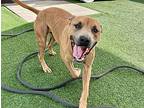 Jimmy, Terrier (unknown Type, Medium) For Adoption In Beloit, Kansas