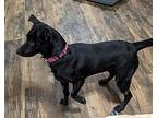 Misty, Patterdale Terrier (fell Terrier) For Adoption In Jackson, Tennessee