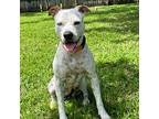 Skyler, American Pit Bull Terrier For Adoption In Tampa, Florida
