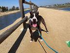 Raul, American Pit Bull Terrier For Adoption In Midway City, California