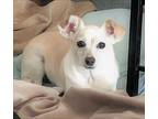 Joanie, Terrier (unknown Type, Small) For Adoption In Corona, California