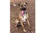 Wilbur The Gentle Giant, American Staffordshire Terrier For Adoption In Valley