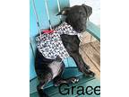 Grace, Labrador Retriever For Adoption In Olive Branch, Mississippi