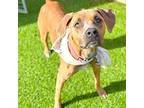 Fiji Maria, American Staffordshire Terrier For Adoption In Tampa, Florida