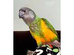 Sara, Poicephalus (including Senegal And Meyer's) For Adoption In Ballwin