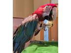 Harlee, Macaw For Adoption In Ballwin, Missouri
