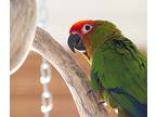 Tango, Conure For Adoption In Ballwin, Missouri