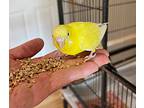 Annie, Budgie For Adoption In Ballwin, Missouri