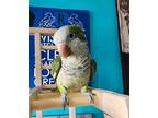 Cupee, Parakeet - Other For Adoption In Ballwin, Missouri