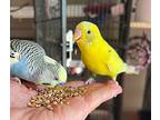 Belle, Budgie For Adoption In Ballwin, Missouri