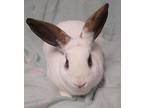 Mr Tango, Dwarf Hotot For Adoption In Westford, Massachusetts