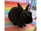 Onyx, Dwarf For Adoption In Westford, Massachusetts