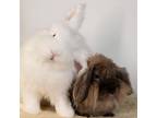 Babyliss / Frizoo, Lionhead For Adoption In Mill Valley, California