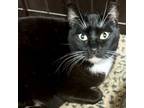 Adopt Polly a Domestic Short Hair