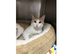 Waffles- On Hold!, Domestic Shorthair For Adoption In Brattleboro, Vermont