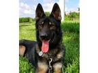 Adopt Z Princess a German Shepherd Dog