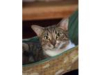 Adopt Pippa a Domestic Short Hair