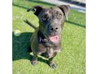 Adopt Taffy a Retriever, Pit Bull Terrier