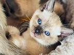 Finger Lakes Siamese Kittens