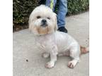 Adopt Lucy Lou a Lhasa Apso
