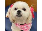 Adopt Lucy Lou a Lhasa Apso