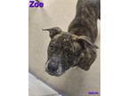 Adopt Zoe a Pit Bull Terrier, Mixed Breed