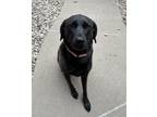 Adopt Skylar a Labrador Retriever