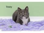 Adopt Trinity a Domestic Short Hair