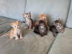 Vermont Kitties