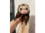 Adopt Bambi a Ferret