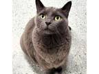 Adopt Star a Domestic Short Hair