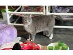 Adopt Amora-FIV+ a Domestic Medium Hair