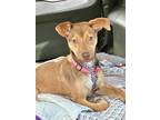 Adopt Alice a Terrier