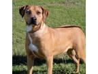 Adopt Twirly Girl a Black Mouth Cur