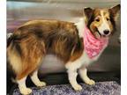 Adopt Fancy a Shetland Sheepdog / Sheltie