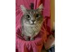 Adopt Chloe a Domestic Medium Hair