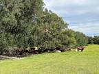 Chiefland, Levy County, FL Farms and Ranches, Horse Property