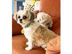 Adopt Angel and Hope a Shih Tzu