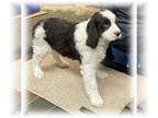 English Springer Spaniel PUPPY FOR SALE ADN-754881 - English Springer Spaniel