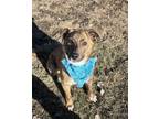 Adopt Rylee a Cattle Dog, Mixed Breed