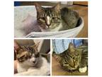 Adopt Linnie, Leslie, and Marley (Bonded Trio) (Special Needs) a Domestic Short