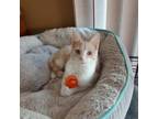 Adopt Mango a Domestic Short Hair