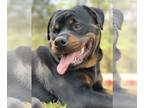 Rottweiler PUPPY FOR SALE ADN-754607 - AKC Rottweiler puppies with German