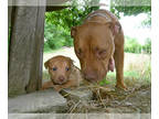 American Pit Bull Terrier PUPPY FOR SALE ADN-754874 - Old family Red Xmas