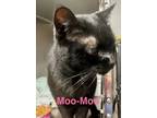 Adopt Moo-Moo a Domestic Short Hair