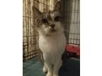 Adopt Millie a Domestic Short Hair, Tabby